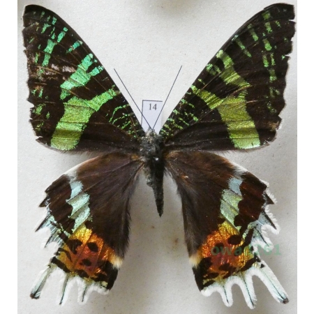 Chrysiridia rhipheus (Drury, 1773) Madagascar 69mm14
